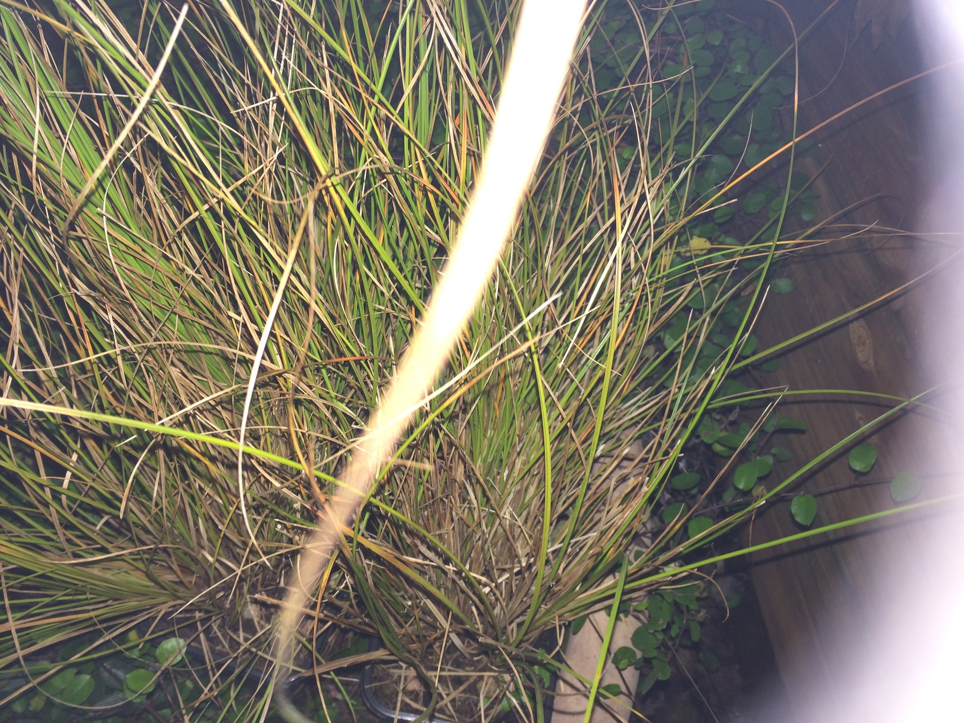 Carex Testacea Coca cola