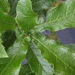 Quercus Rysophylla