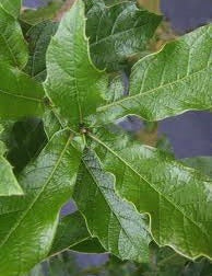 Quercus Rysophylla