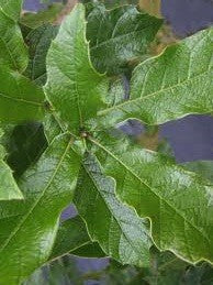 Quercus Rysophylla