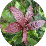 Quercus Rysophylla