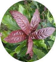 Quercus Rysophylla