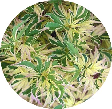 Acer Palmatum Butterfly