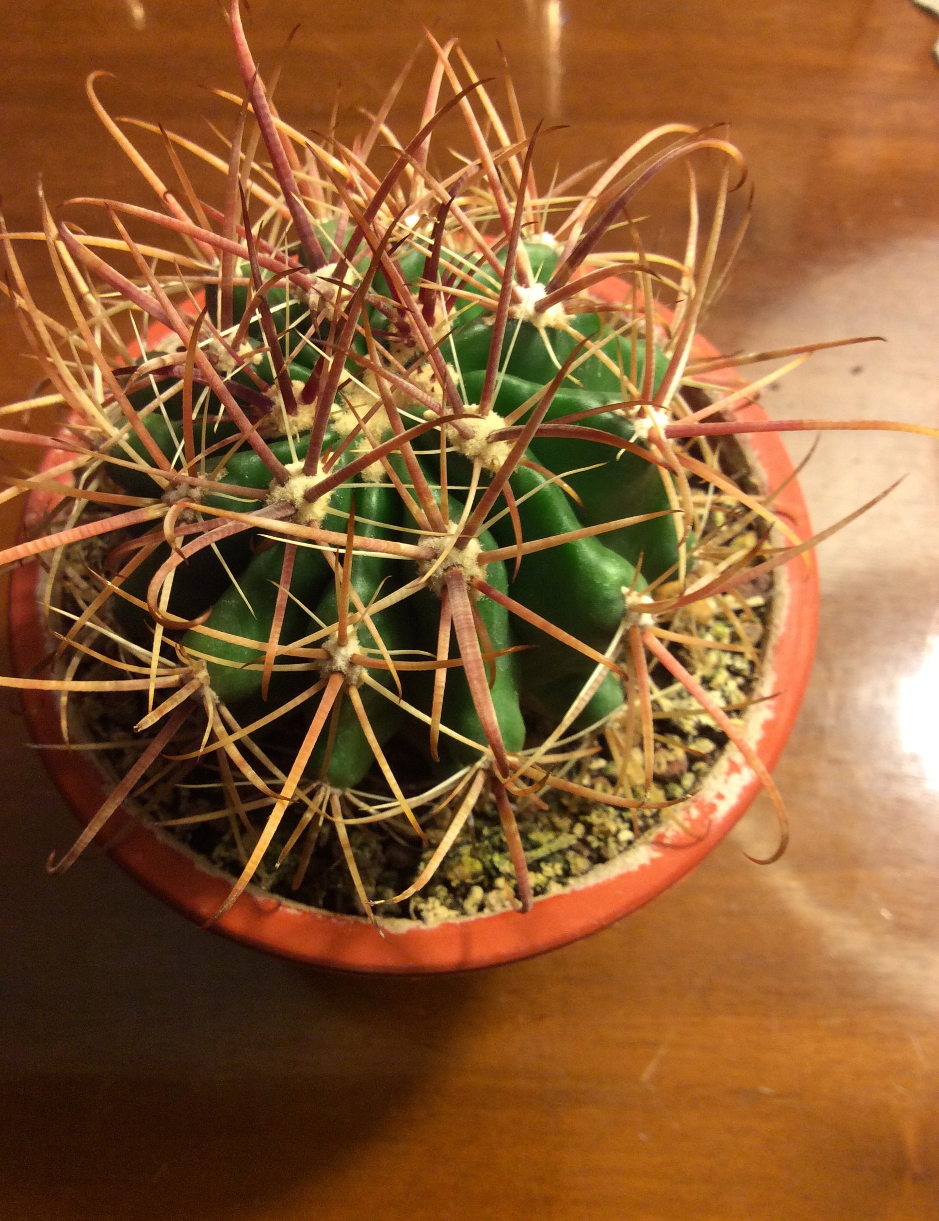 Ferocactus Fordii sb 1266 San Quintin-Bay