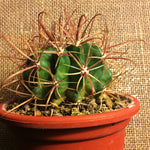 Ferocactus Fordii sb 1266 San Quintin-Bay