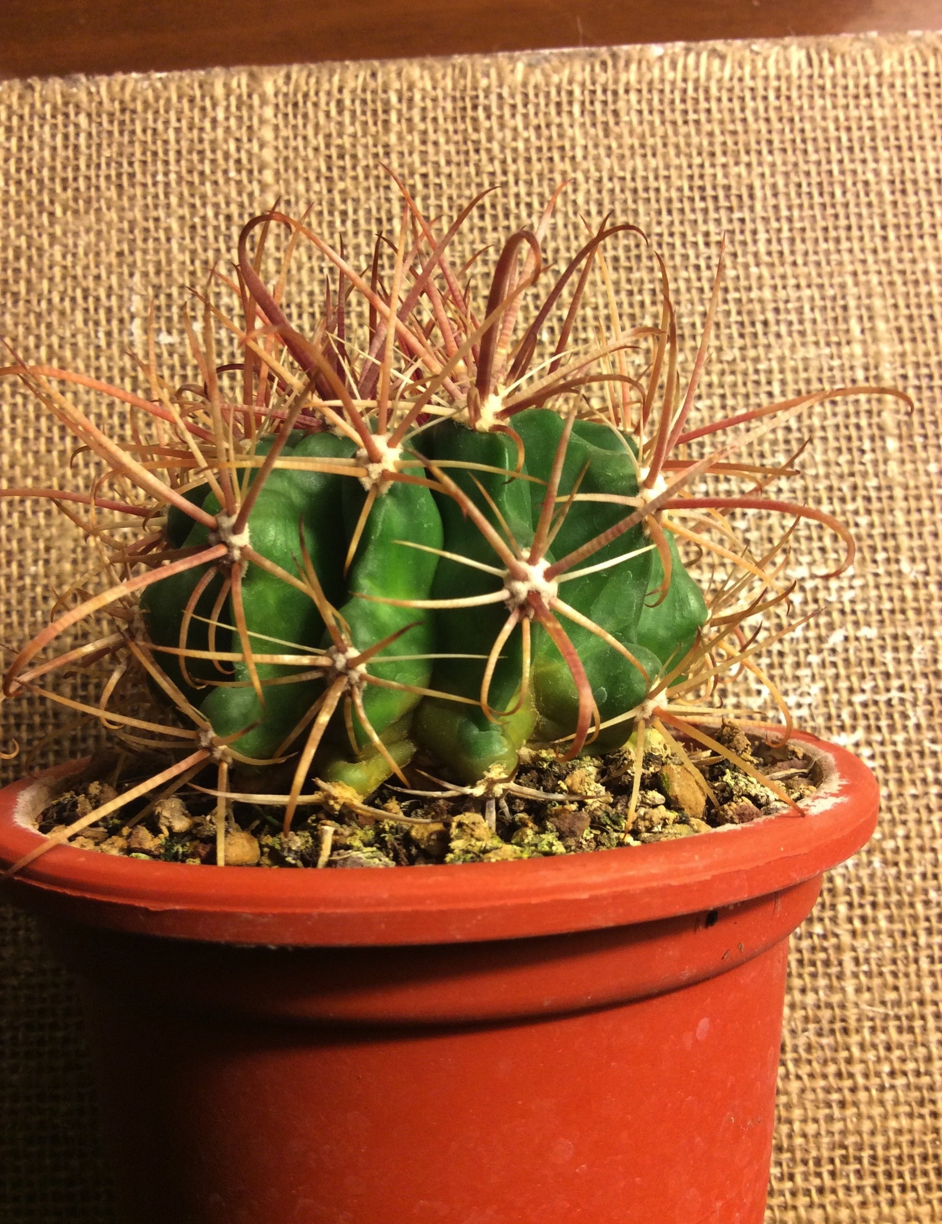 Ferocactus Fordii sb 1266 San Quintin-Bay