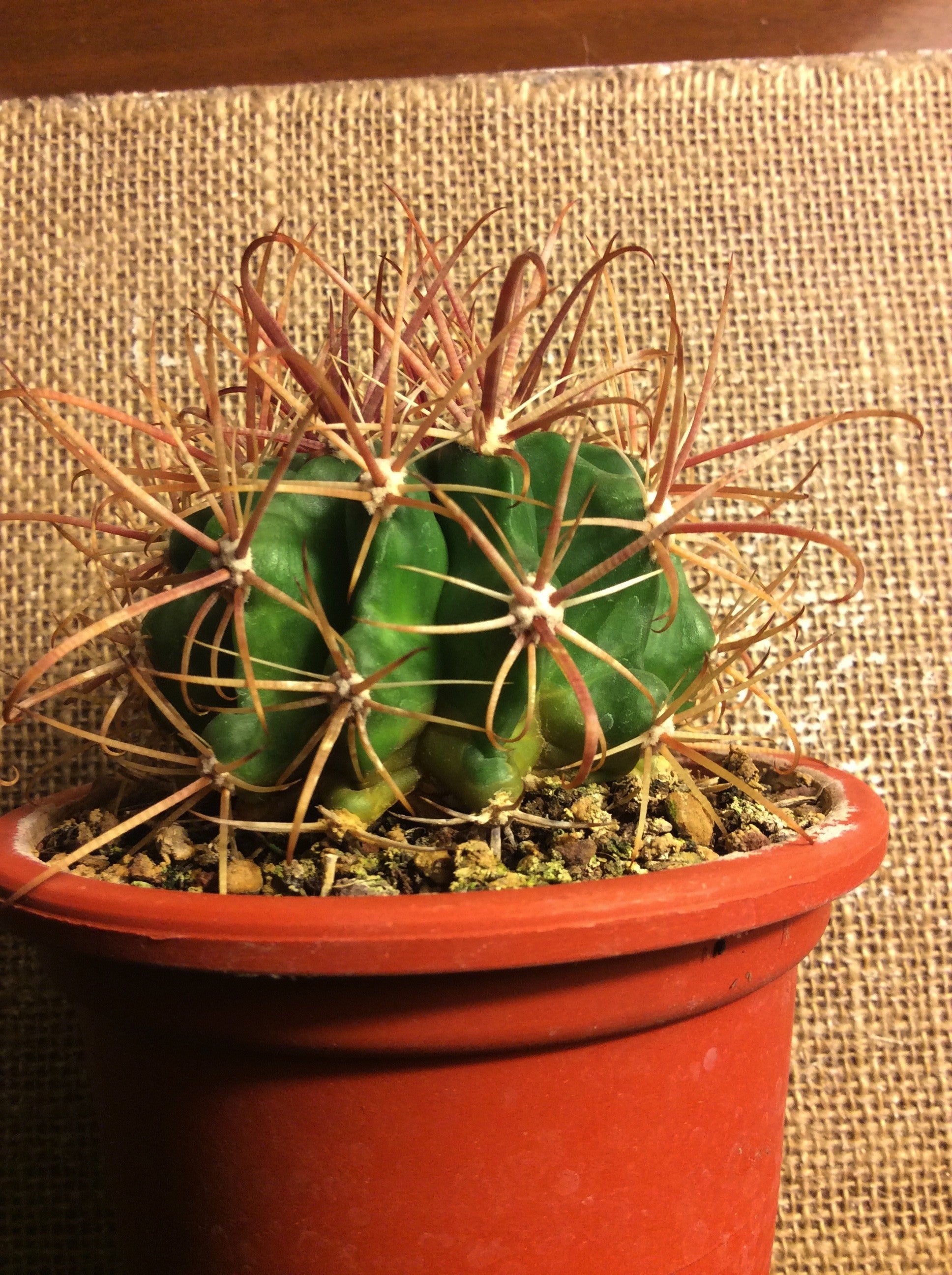 Ferocactus Fordii sb 1266 San Quintin-Bay