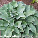 Hosta Pacific Blue Edger