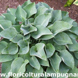 Hosta Pacific Blue Edger