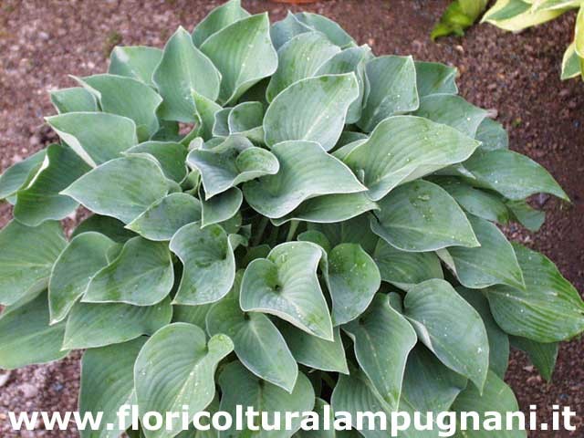 Hosta Pacific Blue Edger