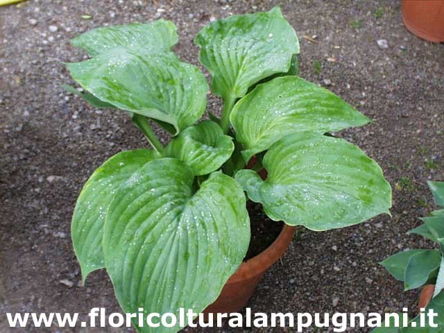 Hosta Beauty Substance