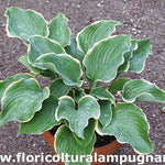 Hosta Fluctuans Sagae in vaso