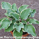 Hosta Fluctuans Sagae in vaso