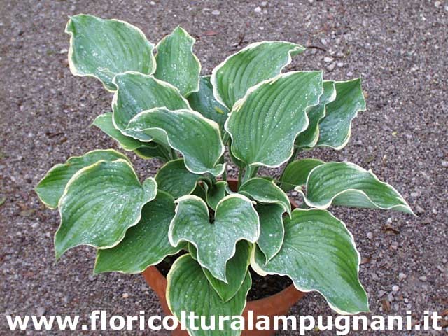 Hosta Fluctuans Sagae in vaso