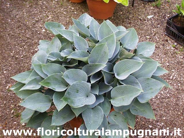 Hosta Blue Heart