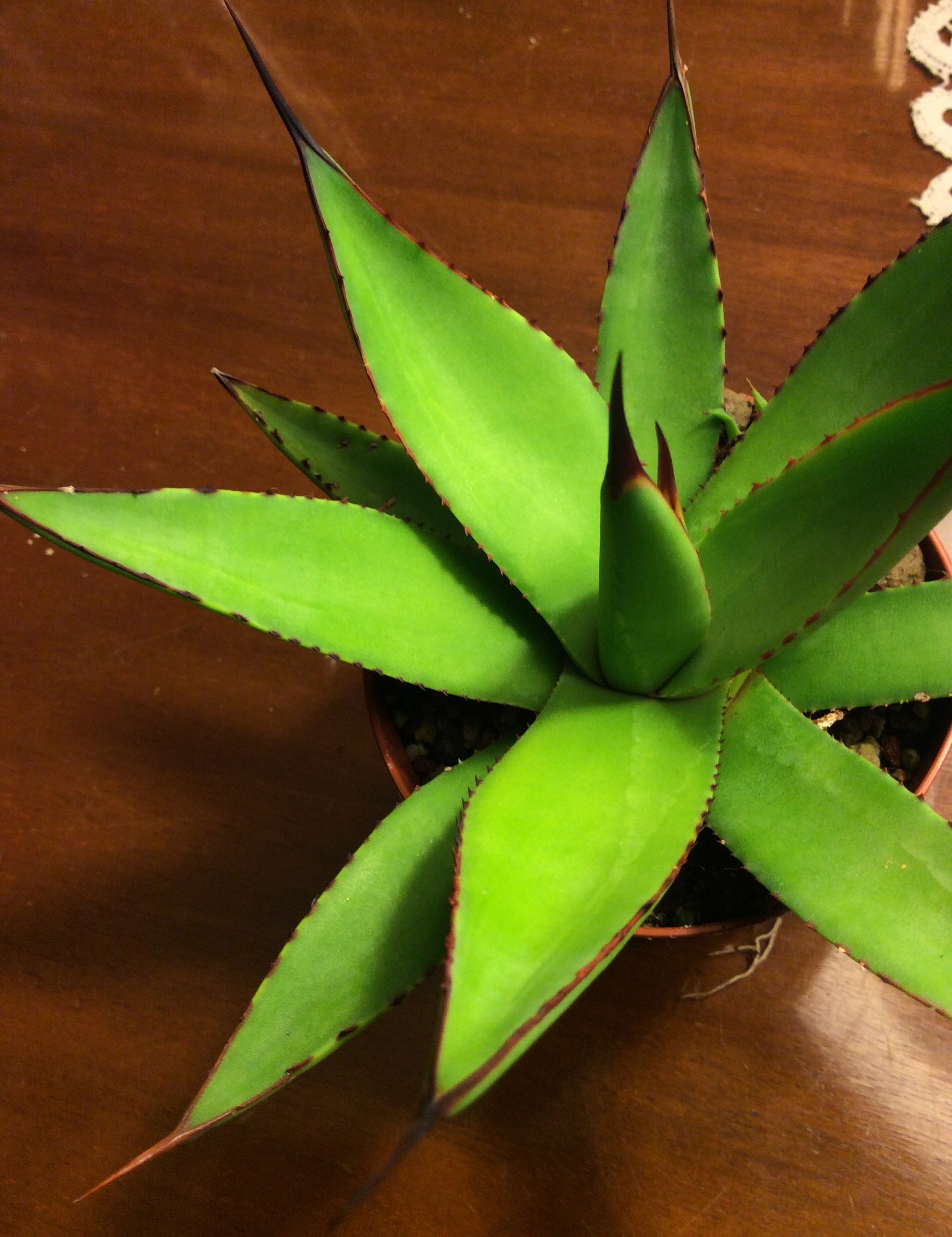 Agave  Attenuata x Celsi
