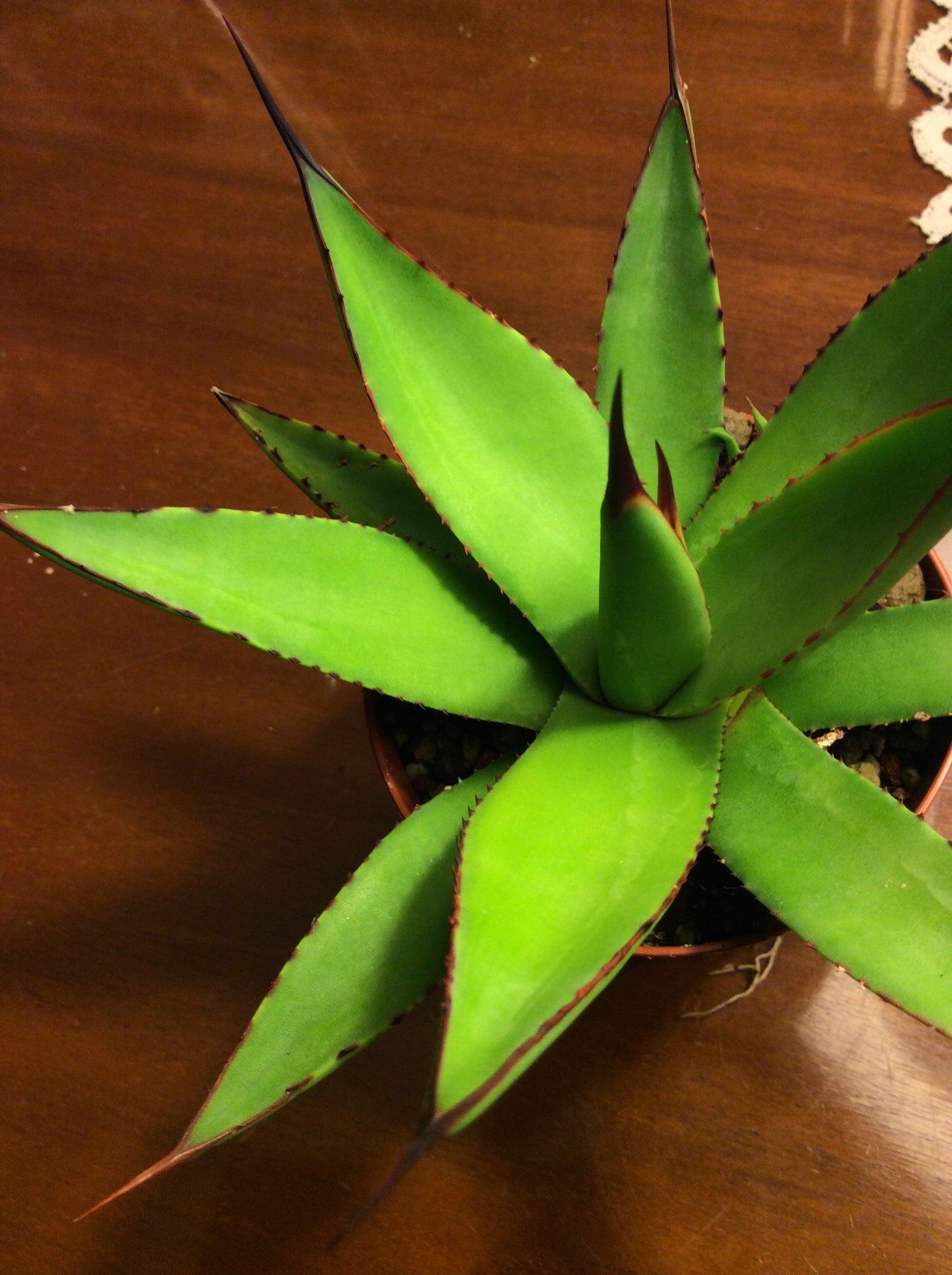 Agave  Attenuata x Celsi