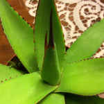 Agave  Attenuata x Celsi