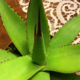 Agave  Attenuata x Celsi