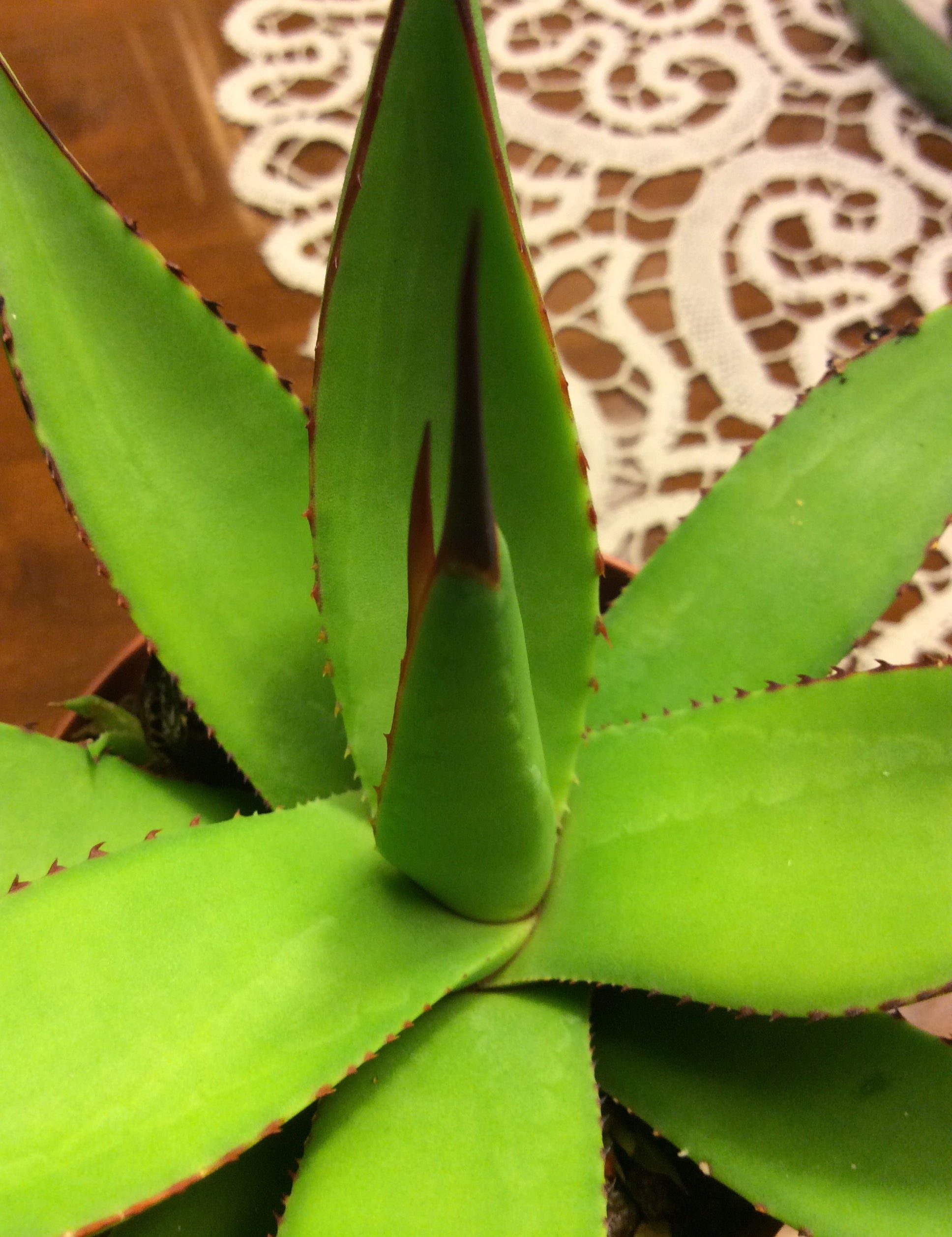 Agave  Attenuata x Celsi