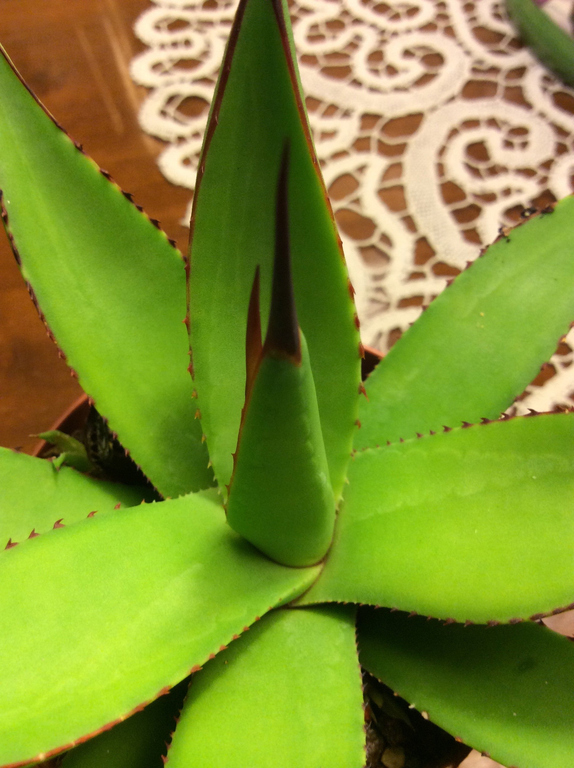 Agave  Attenuata x Celsi