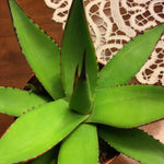 Agave  Attenuata x Celsi