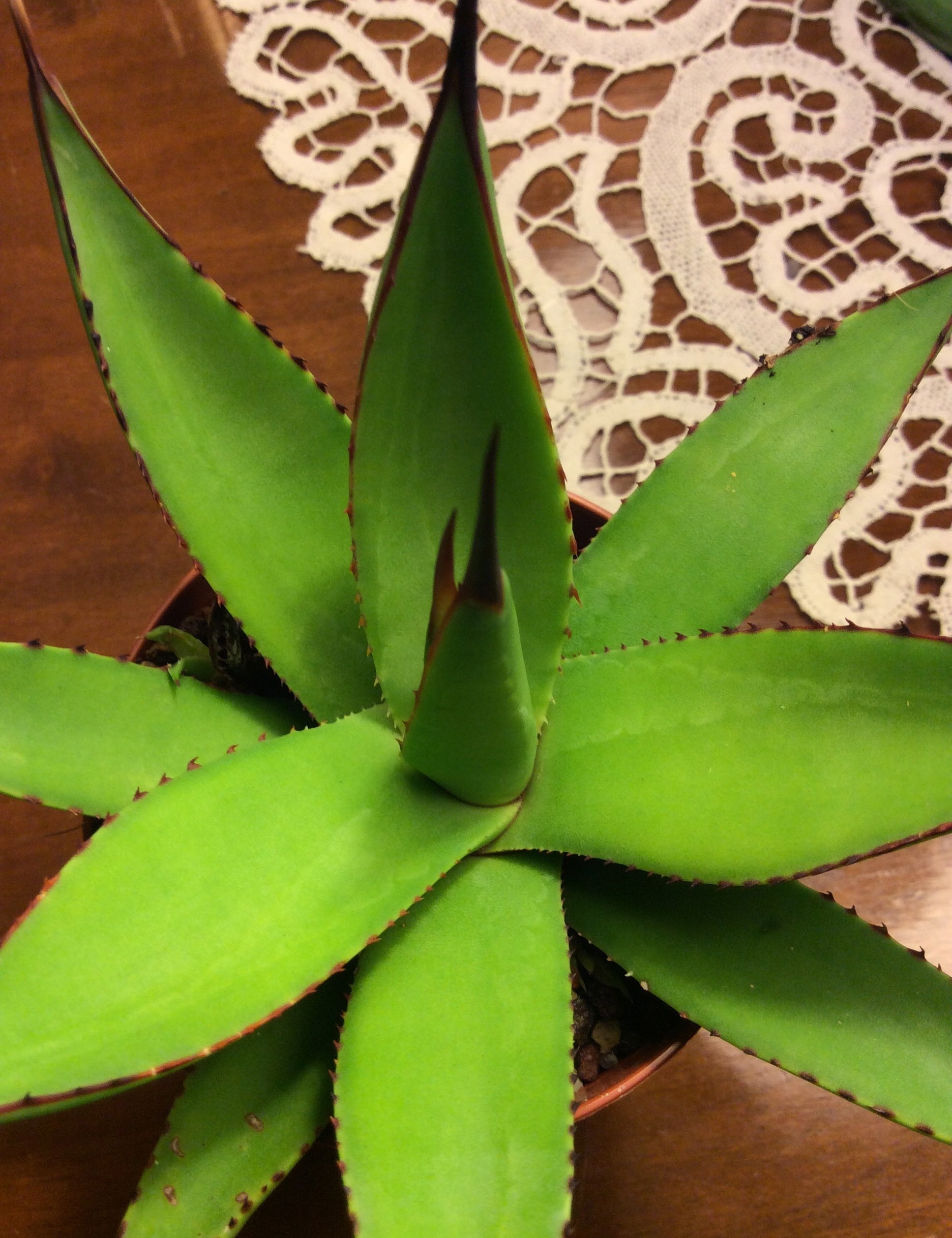 Agave  Attenuata x Celsi