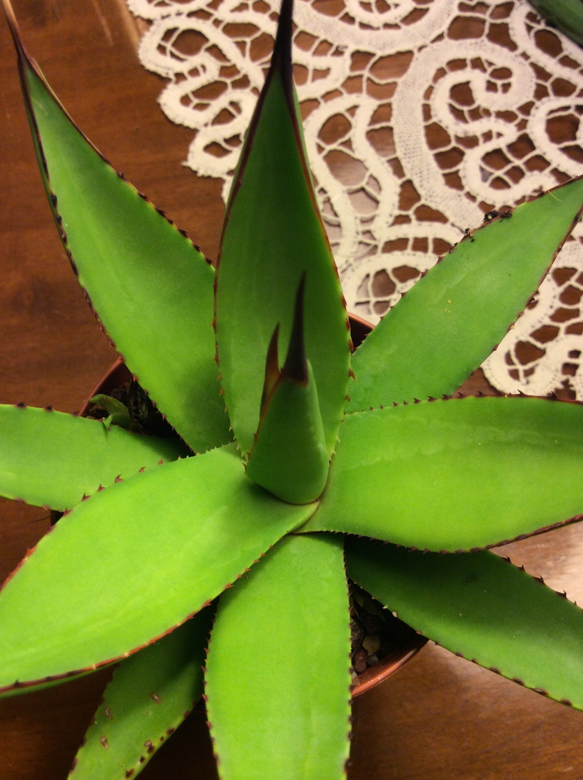 Agave  Attenuata x Celsi