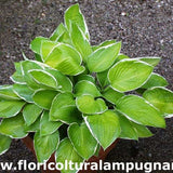 Hosta Moonlight