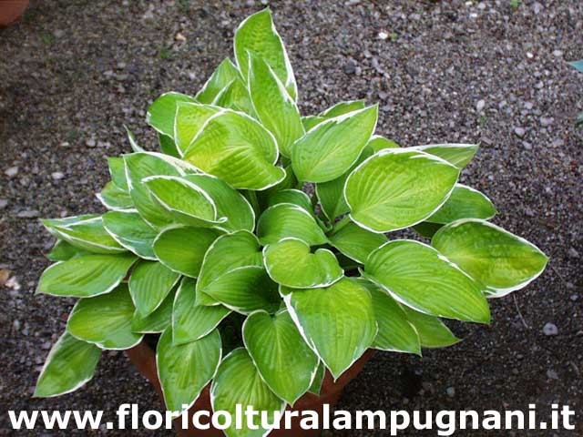 Hosta Moonlight