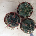 Ferocactus macrodiscus