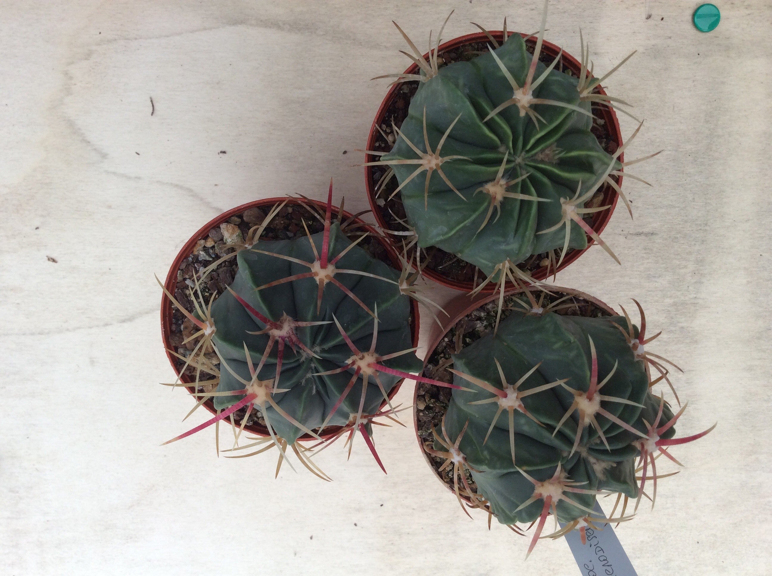 Ferocactus macrodiscus