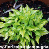 Hosta Cracker Crumbs