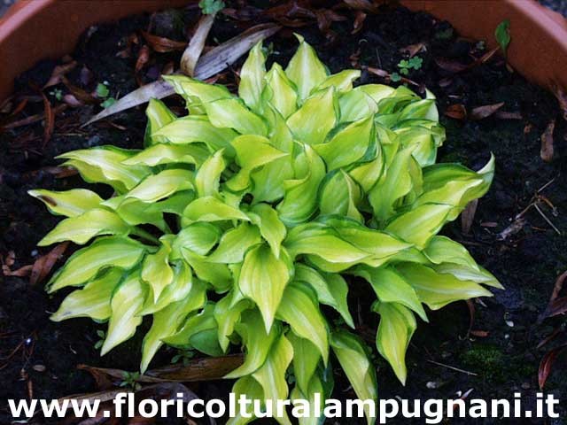 Hosta Cracker Crumbs