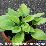 Hosta Golden Waffles