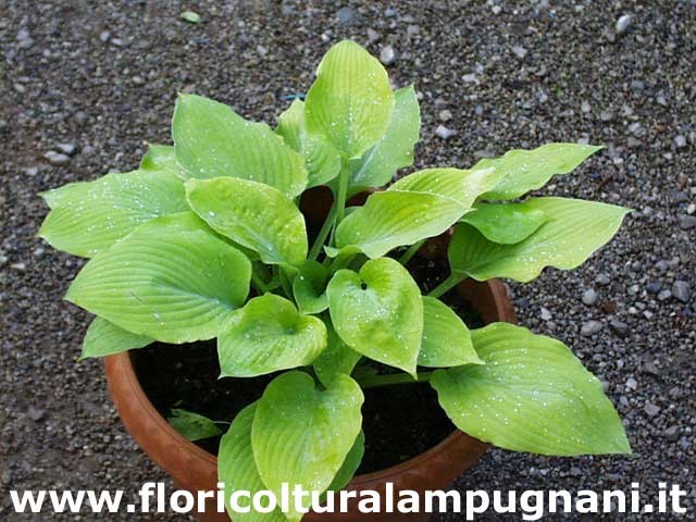Hosta Golden Waffles
