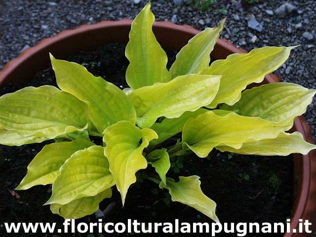 Hosta Fire Island