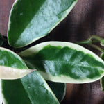 Hoya carnosa