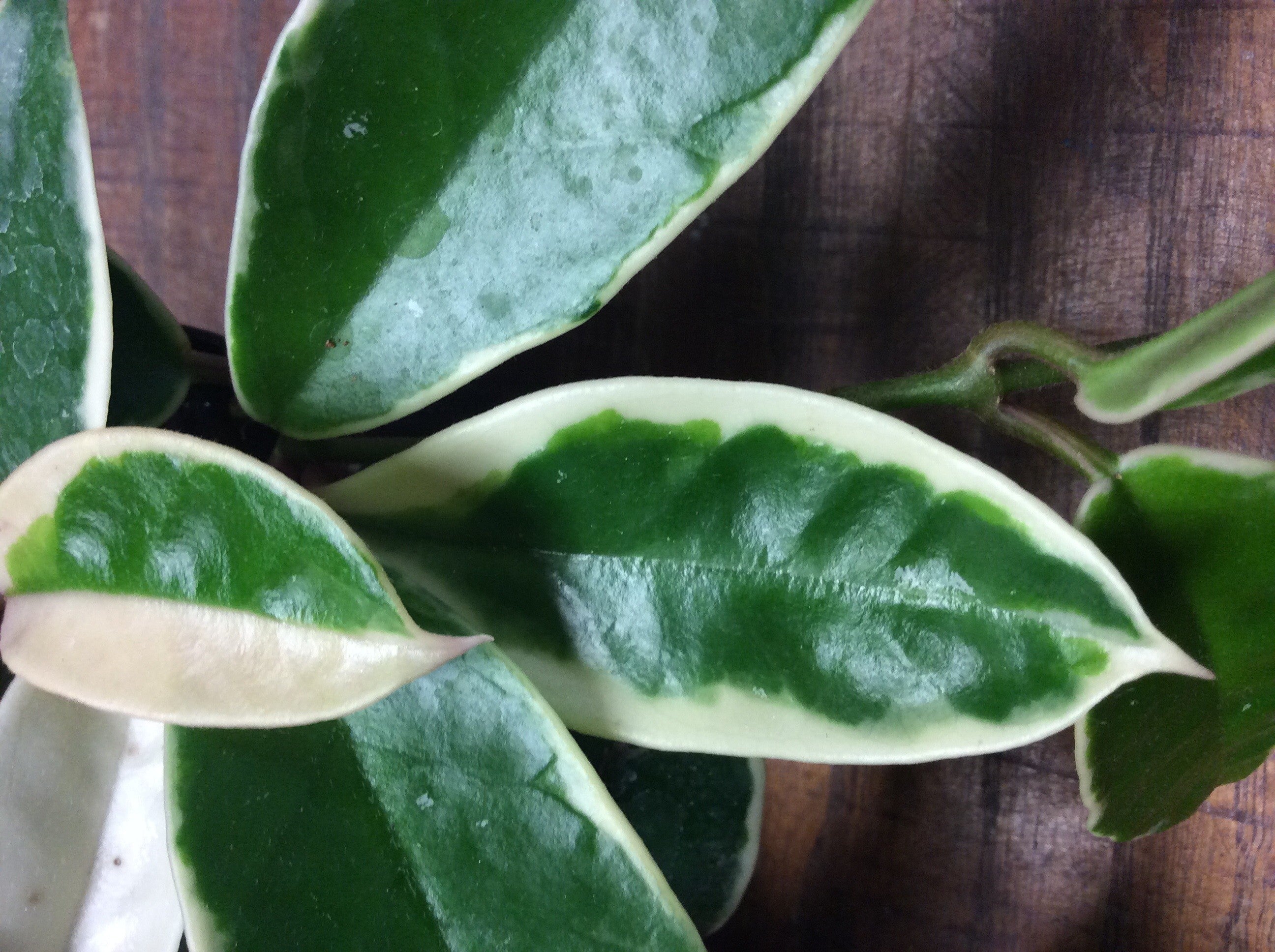 Hoya carnosa