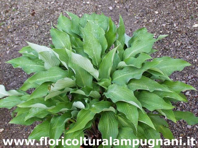 Hosta Krossa Beauty