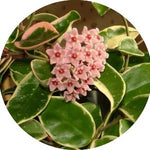 Hoya Carnosa Tricolor  fiore di cera