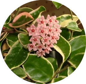 Hoya Carnosa Tricolor  fiore di cera