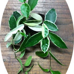 Hoya Carnosa Tricolor  fiore di cera