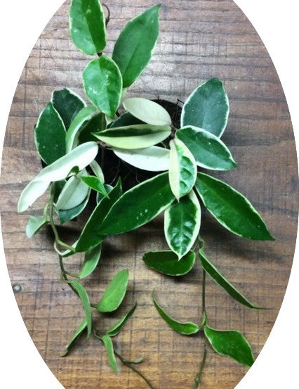 Hoya Carnosa Tricolor  fiore di cera
