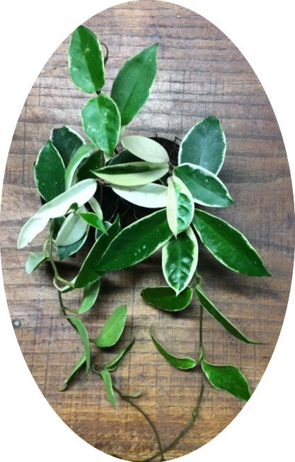 Hoya Carnosa Tricolor  fiore di cera