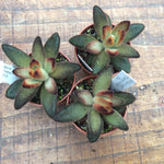 kalanchoe tomentosa chocolate soldier