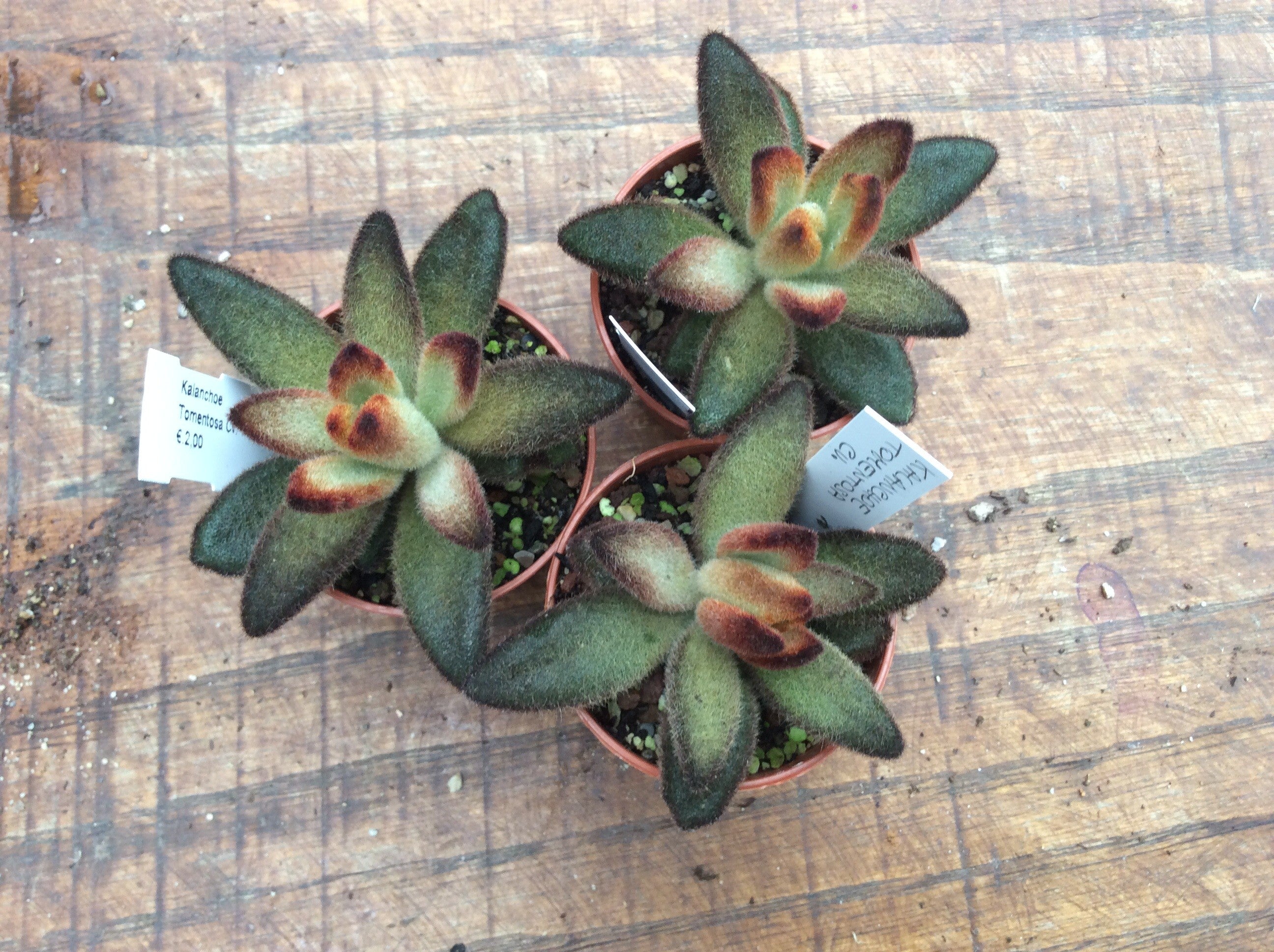 kalanchoe tomentosa chocolate soldier