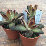 kalanchoe tomentosa chocolate soldier