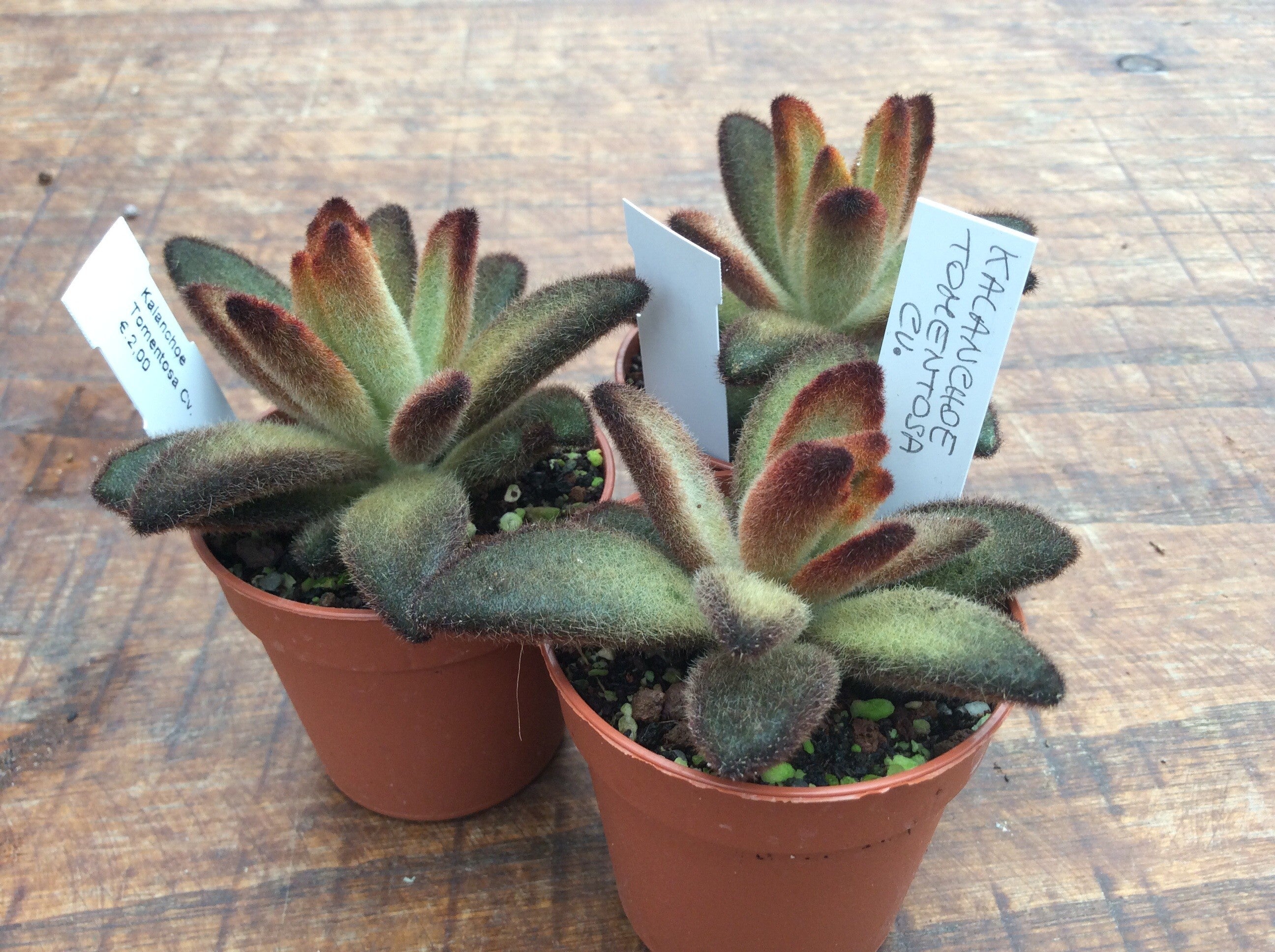 kalanchoe tomentosa chocolate soldier