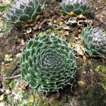 Orostachis spinosus